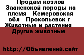 Продам козлов Зааненской породы на племя - Кемеровская обл., Прокопьевск г. Животные и растения » Другие животные   